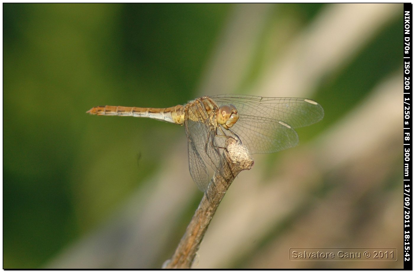 Sympetrum fonscolombii